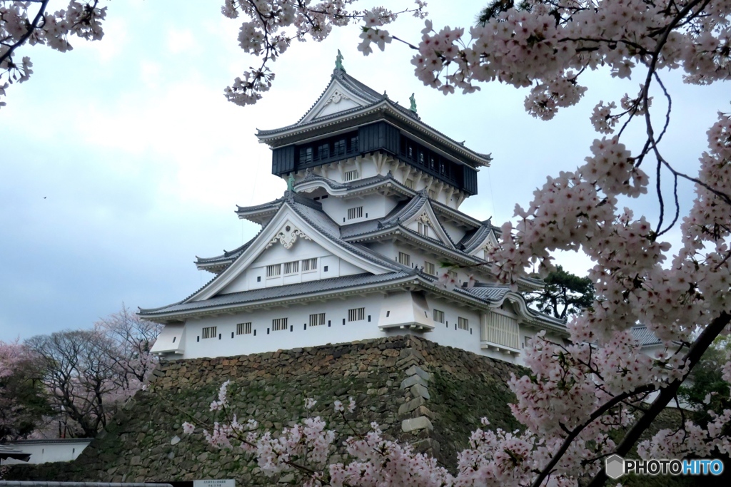 小倉城を桜で囲んで
