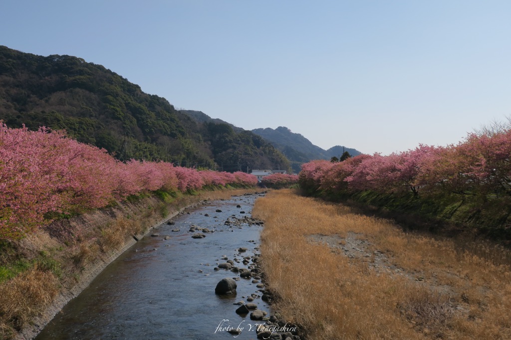 河津桜