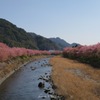 河津桜