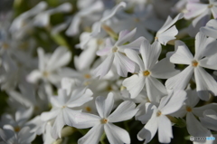 白の芝桜