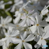 白の芝桜