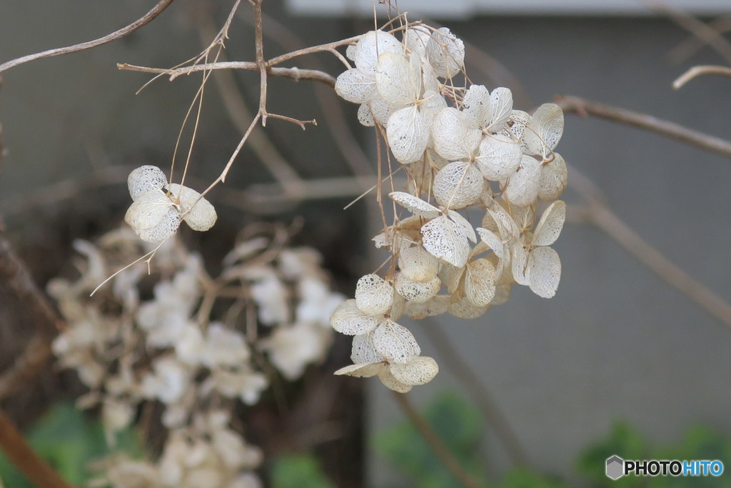 去年の紫陽花②