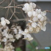 去年の紫陽花②