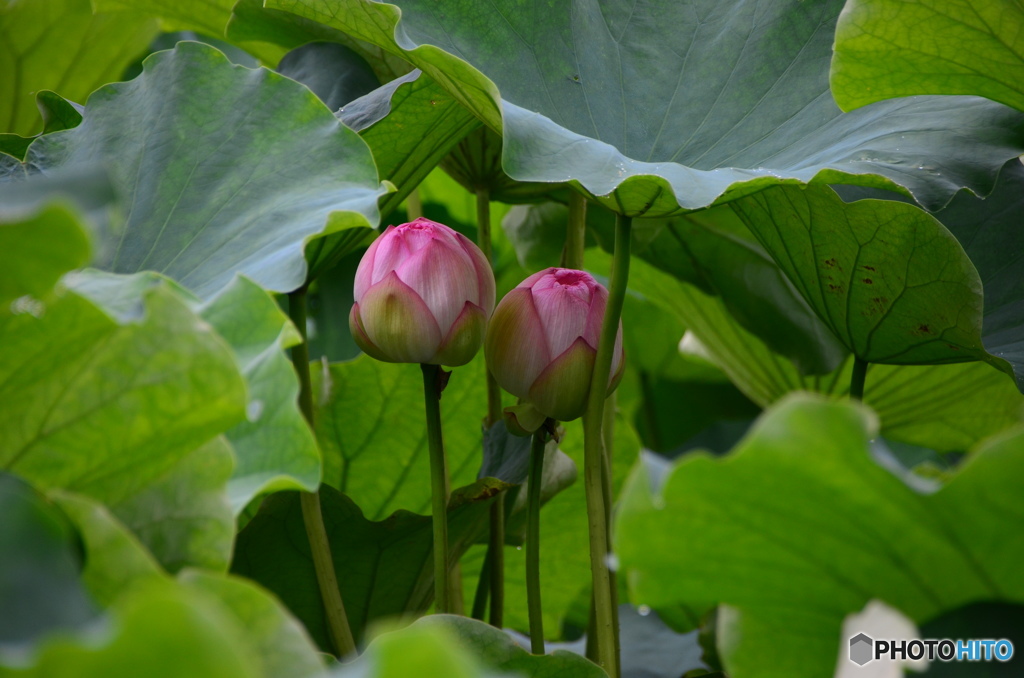 舞鶴公園⑨