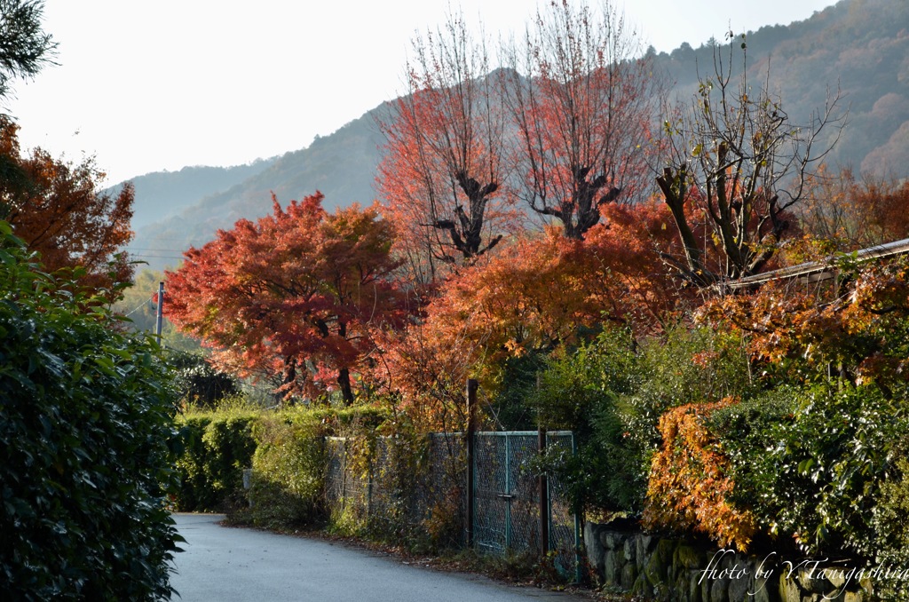 紅葉