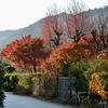 紅葉