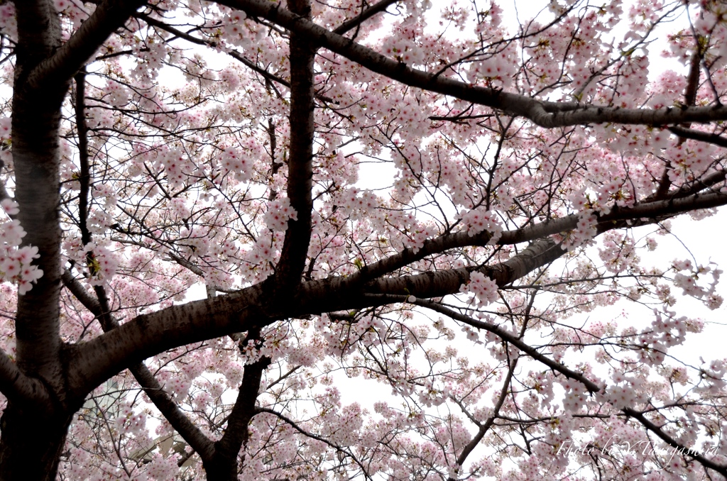神戸の桜③