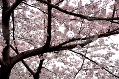 神戸の桜③