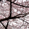 神戸の桜③