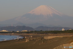 湘南からの富士山