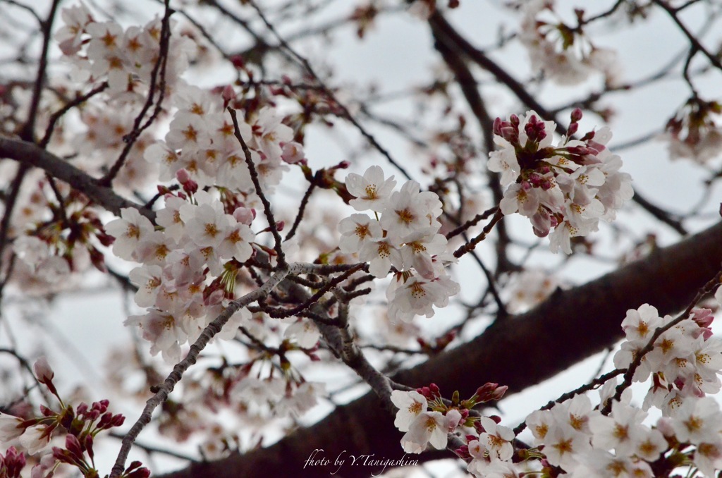 桜