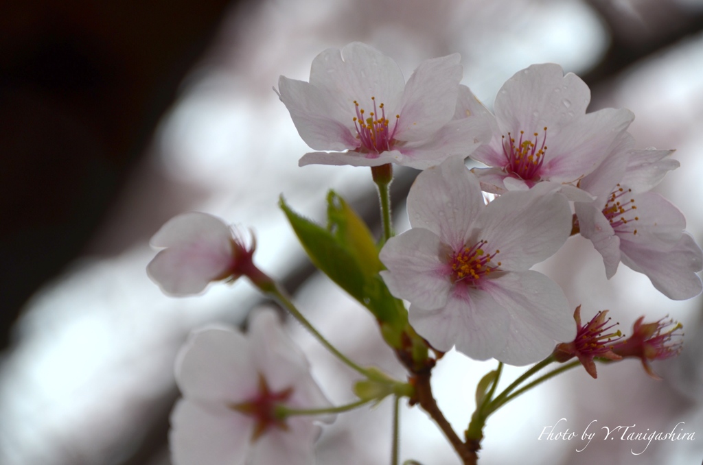 神戸の桜④