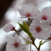 神戸の桜④