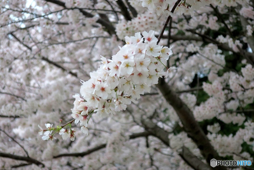 桜満開④