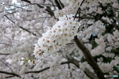 桜満開④