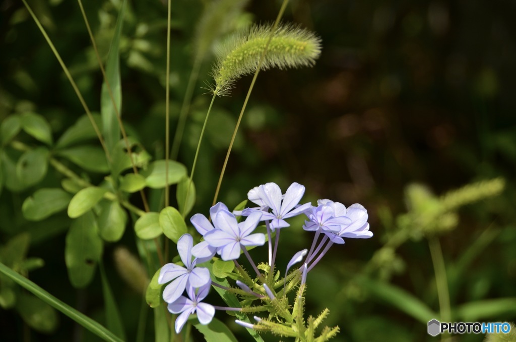 夏の花