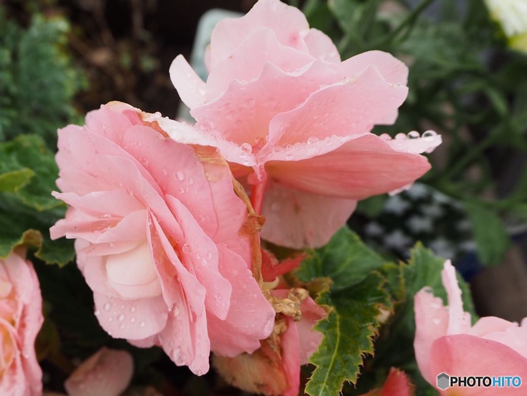 雨上がりの花