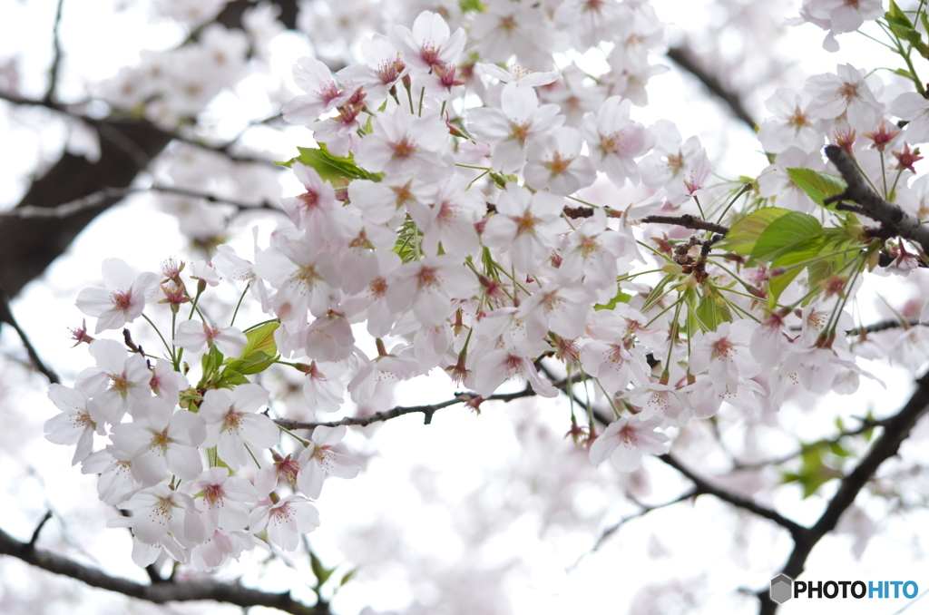 近所の桜②