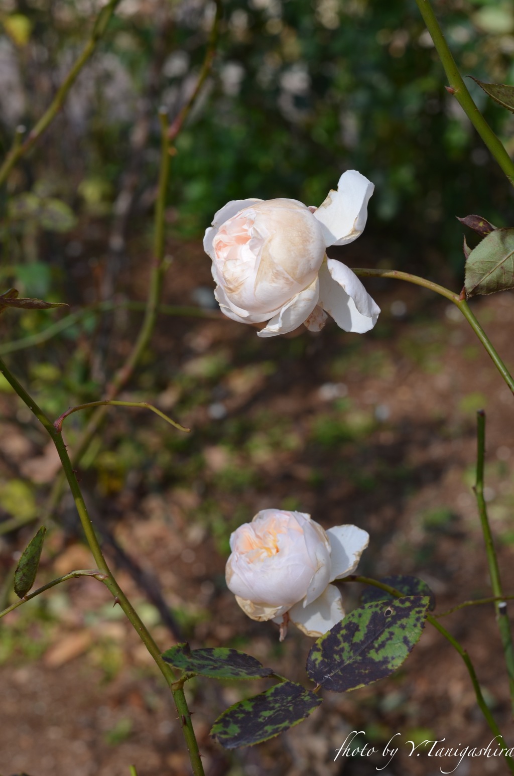 この時期の薔薇