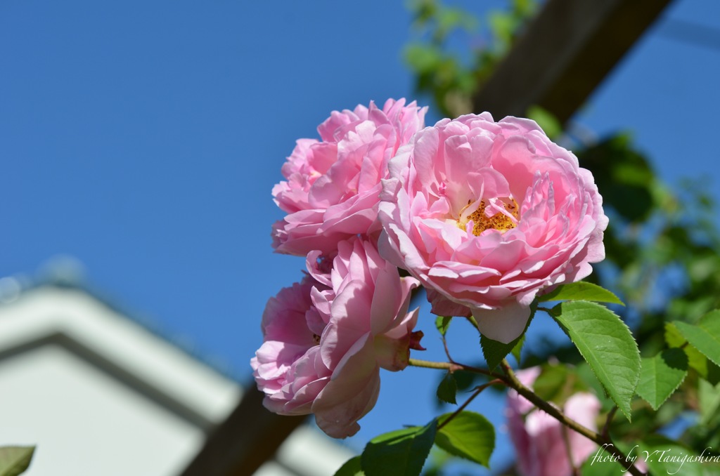 近所のピンク薔薇