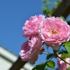 近所のピンク薔薇