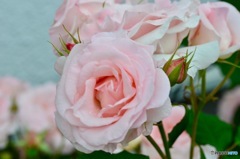 優しいピンク薔薇