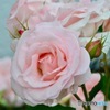 優しいピンク薔薇