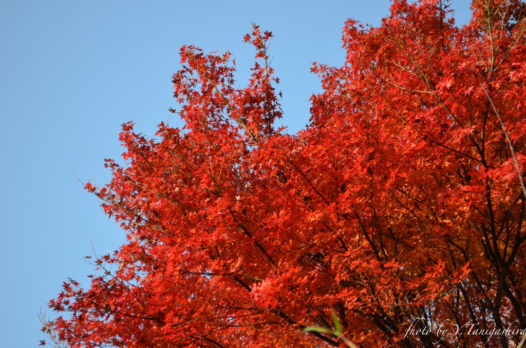 紅葉