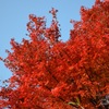 紅葉
