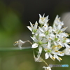 ニラの花