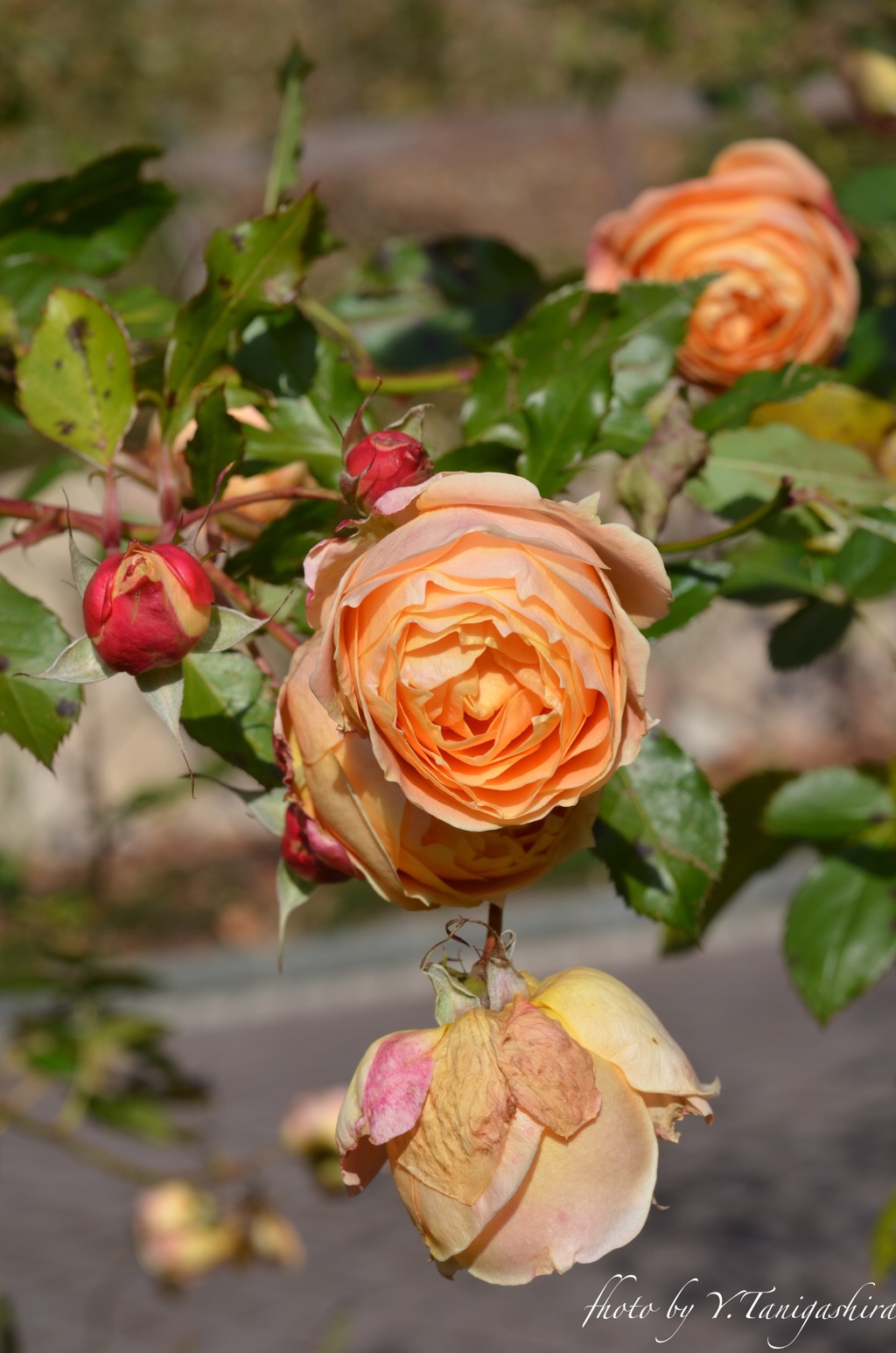 この時期の薔薇