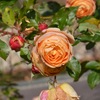 この時期の薔薇