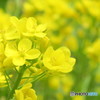 菜の花②