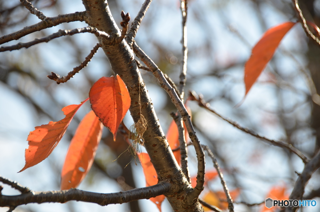 桜(紅葉)