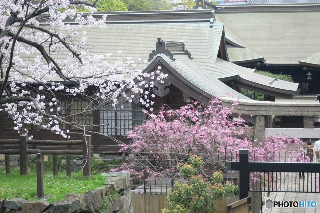 八坂神社を彩る