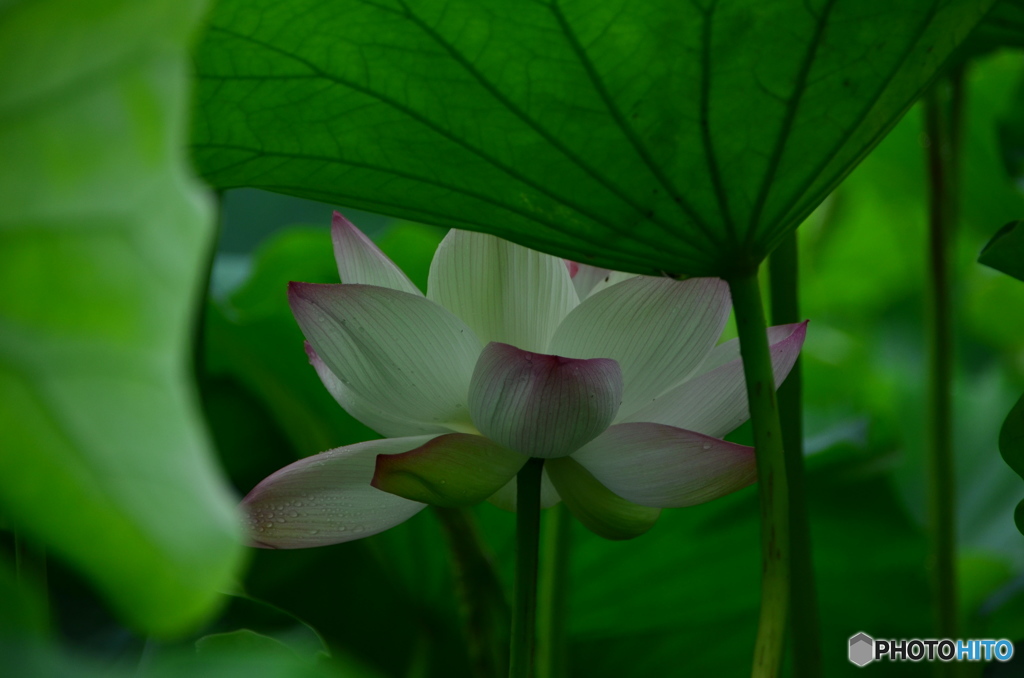 舞鶴公園12