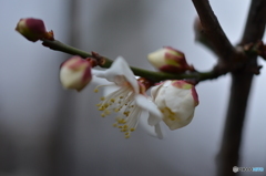 梅2