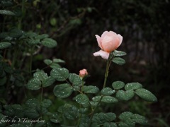 雨上がりの秋薔薇