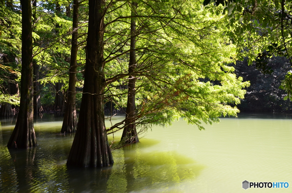 ラクウショウ④