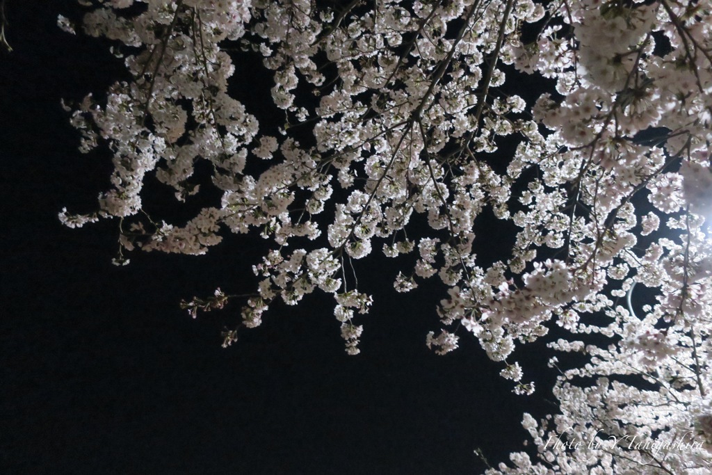 真夜中の近所の桜2