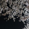 真夜中の近所の桜2
