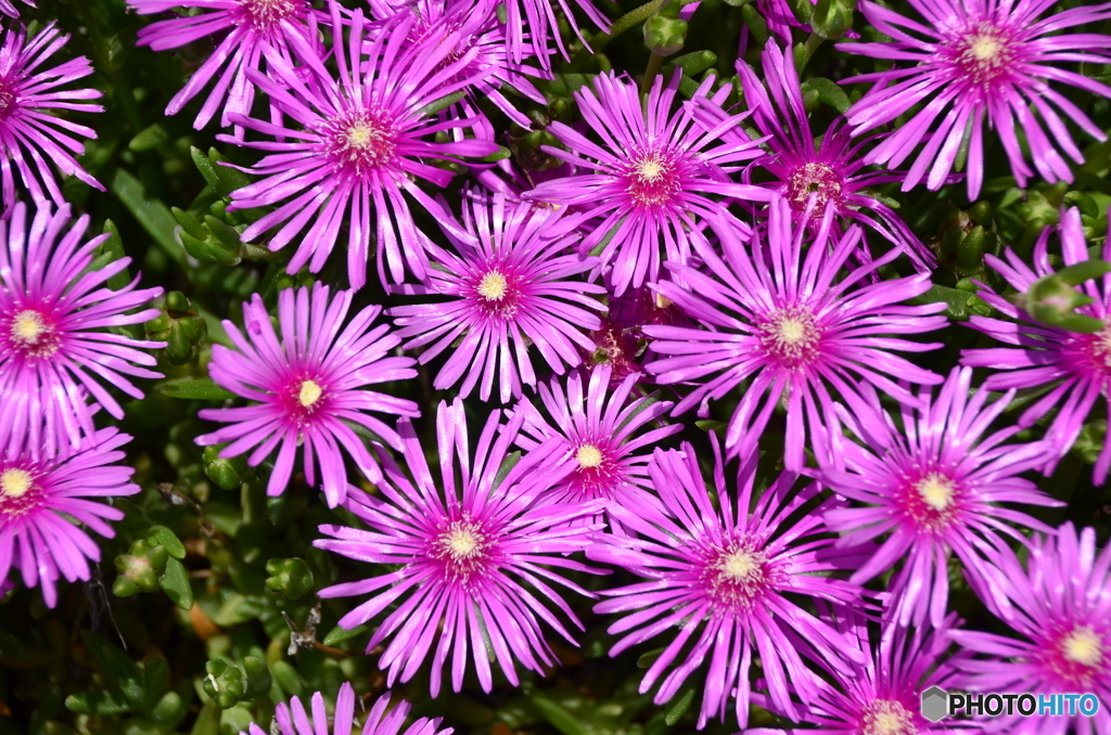 ピンクの花火