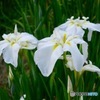 花菖蒲①