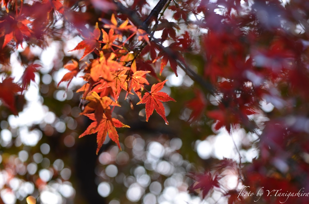 紅葉