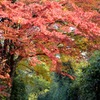 紅葉