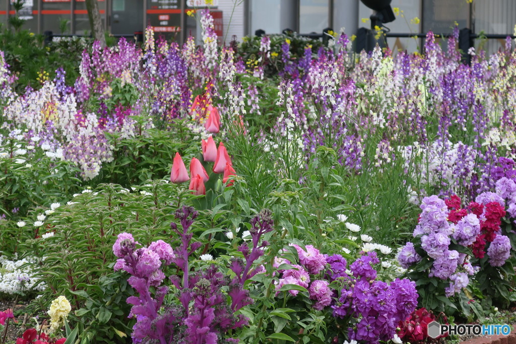 春花の坩堝