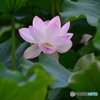 舞鶴公園18