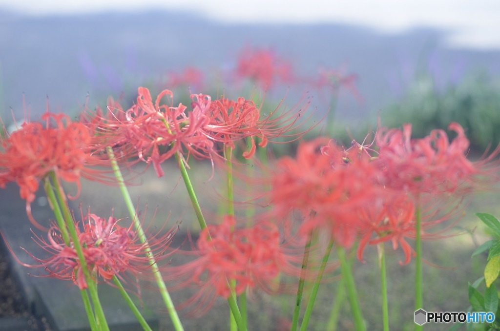 曼珠沙華 優しく