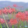 曼珠沙華 優しく
