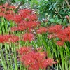 彼岸花①